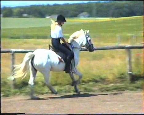 Welsh Mountain (sec A) Skrubbenborg Jamais billede 4
