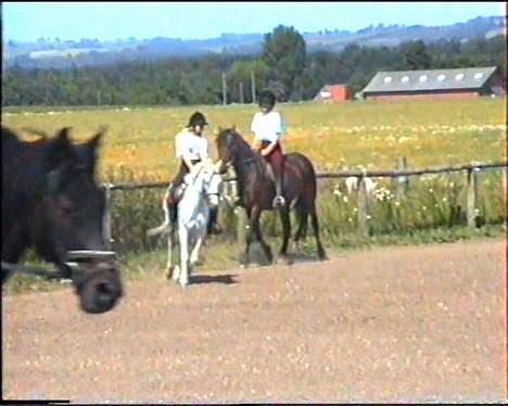 Welsh Mountain (sec A) Skrubbenborg Jamais billede 5