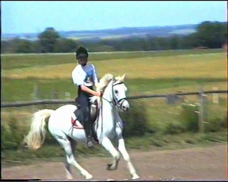 Welsh Mountain (sec A) Skrubbenborg Jamais billede 6
