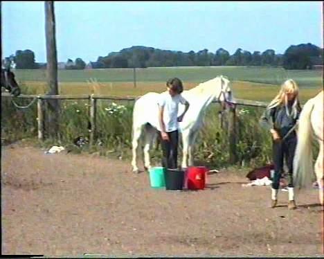 Welsh Mountain (sec A) Skrubbenborg Jamais - rideleger 1995 Jamais og Christina  billede 7