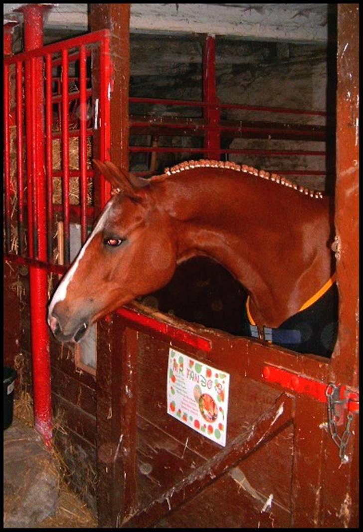 DSP Mr. Fando  - Fra det bedste stævne vi havde sammen (LLLL) han var så fantastisk :´( han fortjente ikke at skulle være herfra så tidligt. rip mindreng jeg savner dig :´x billede 1