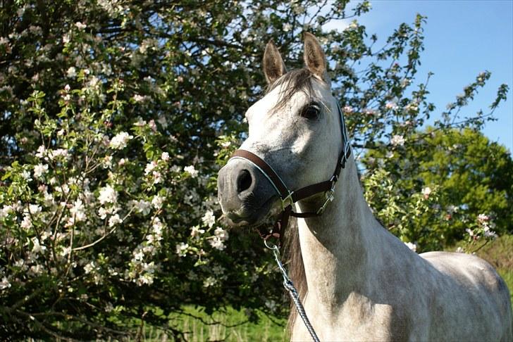 Anden særlig race Vanggården's Mister Magic - Real beauty comes from the inside, and shines through to the outside! <3 D. 31. maj 2010 billede 14