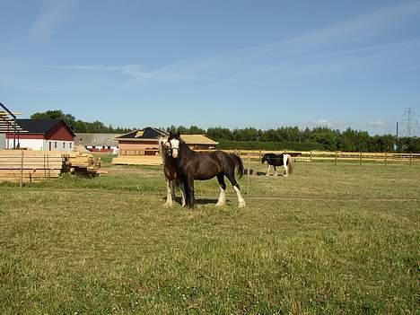 Tinker Basil - Sommer 2006 billede 3