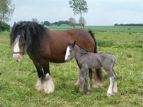 Tinker Basil - Baby Basil sammen med mor  billede 6