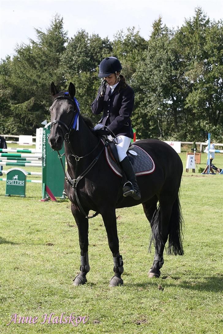 Dansk Varmblod Losanna - solgt - Taget af Anne Halskov billede 15