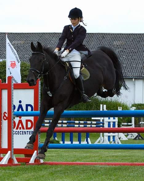 Dansk Varmblod Losanna - solgt - min dejlige dejlige hest :D Taget af Anne Halskov billede 16