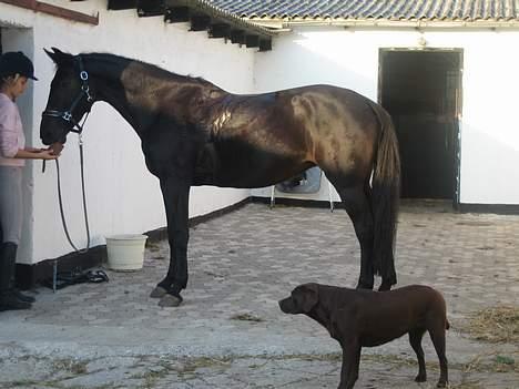 Dansk Varmblod Losanna - solgt - Efter endt ridetur. Hun har svedt lidt .. billede 17