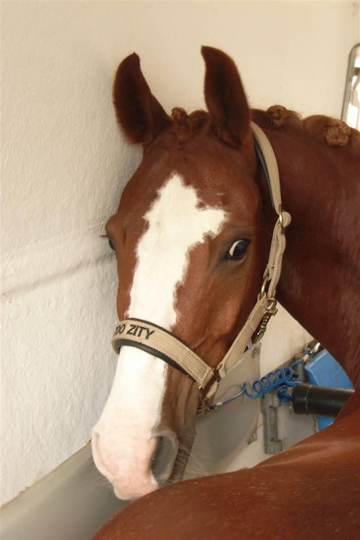 Anden særlig race Houdini - 2# Til stævne i traileren <3 hehe billede 2