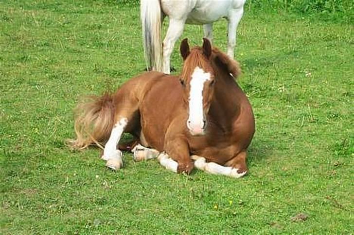 Anden særlig race Houdini - 6# Smukke Houdini<3 Det er jo skønt det her :O Taget d 15 Juli 2007 af mig selv :P billede 6