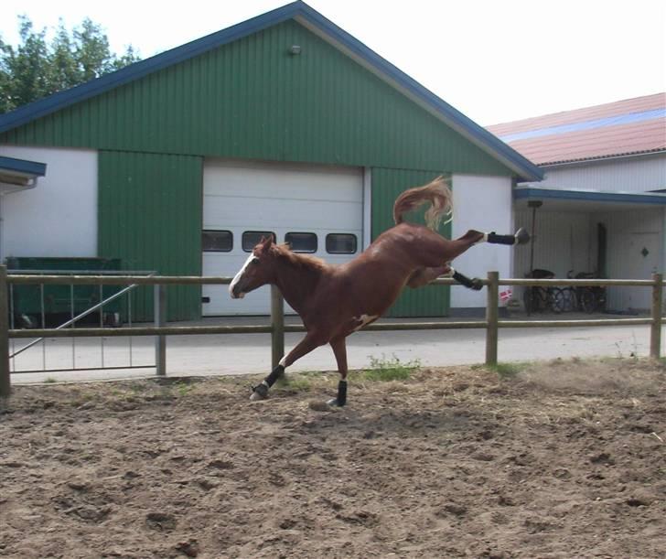 Anden særlig race Houdini - 9# Et lille spark! lidt vild må man da gerne være :P taget af Iza. D 19 Juli 2007 billede 9