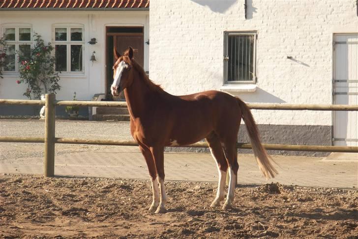 Anden særlig race Houdini - 12#  billede 12