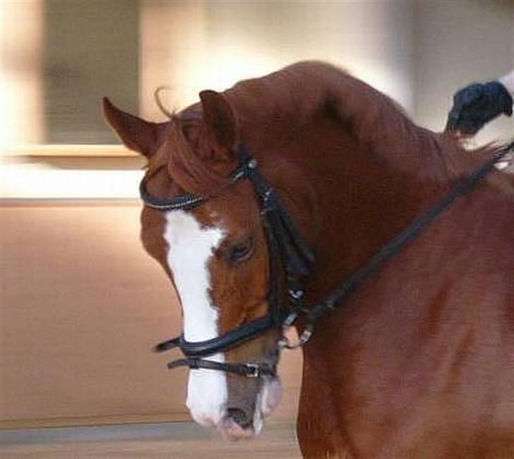 Anden særlig race Houdini - 13# Lidt mere dressur fra ridehallen :P billede 13