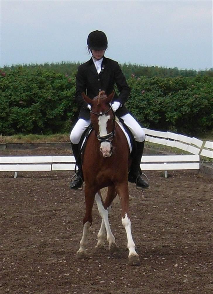 Anden særlig race Houdini - 15#  billede 15