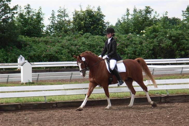 Anden særlig race Houdini - 17# SJM billede 17