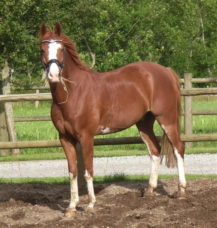 Anden særlig race Houdini - 18#  billede 18