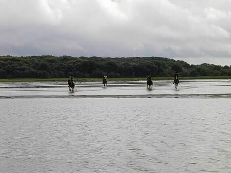 Anden særlig race Urt ¤solgt&savnet¤ - er lige en tur ved stranden billede 17
