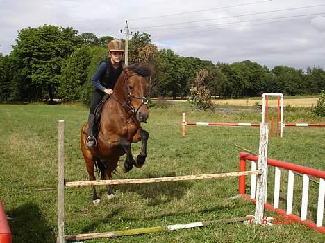 Anden særlig race Urt ¤solgt&savnet¤ - springer lidt hjemme på banen billede 18