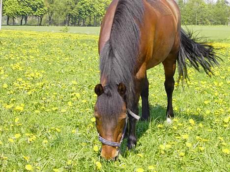 Anden særlig race Urt ¤solgt&savnet¤ billede 19