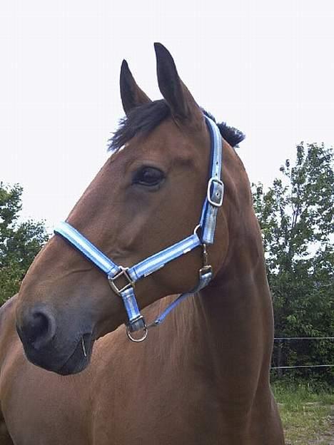 Dansk Varmblod Fabienne Foldager RDH  - Fabienne i sommeren 2004 billede 14