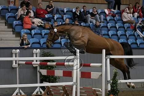 Dansk Varmblod Fabienne Foldager RDH  - Fabienne i løsspringning til VM for Ung Avler (Ved godt at det ikke er et billede jeg selv har taget) billede 15