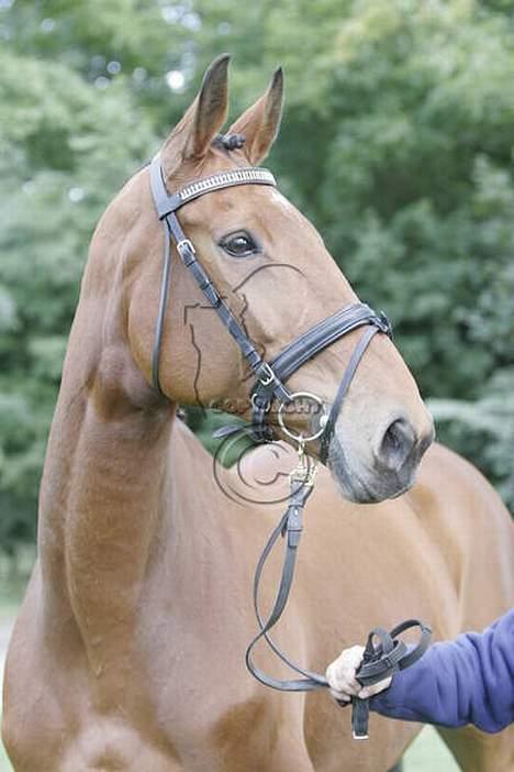 Dansk Varmblod Fabienne Foldager RDH  - Fabienne til VM for Ung Avler (Ved godt det ikke er et billede jeg selv har taget billede 16