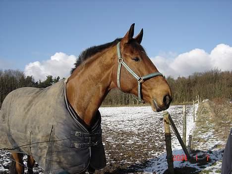 Dansk Varmblod Fabienne Foldager RDH  - Fabienne Vinteren 2005  billede 17