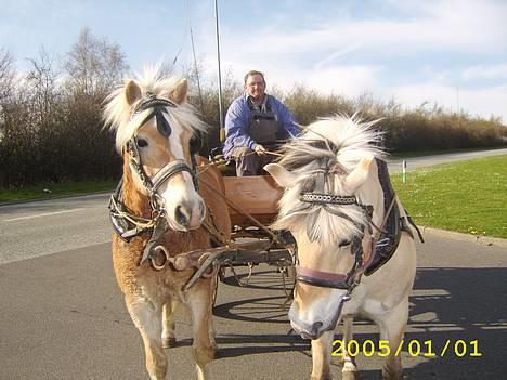 Haflinger Asterix (Gamle hest) - Første gang han er for vogn, og han tog det bare så roligt :). billede 18