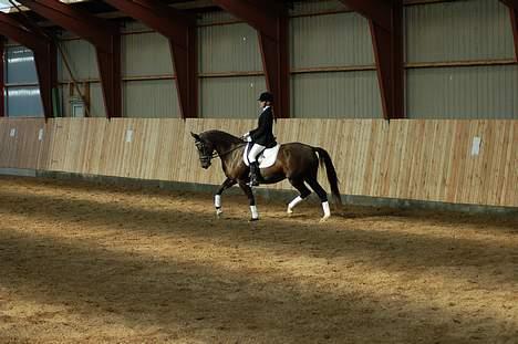 Tysk Sportspony Starlight <3 *Tøsen* *solgt* - stævne den 23. september billede 20