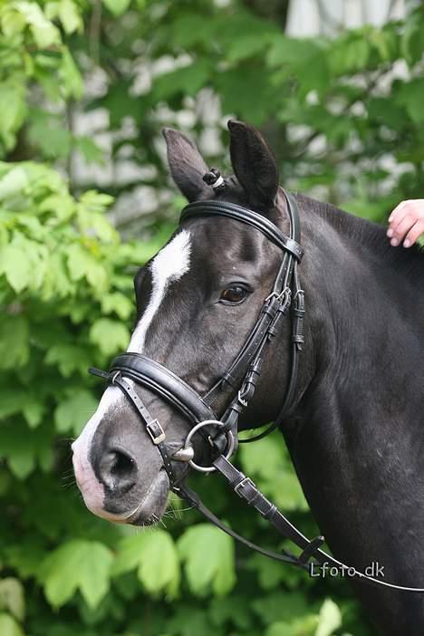 Anden særlig race Max<3 Pensioneret :) - Foto: L-foto den der hånd skulle vist ikke lige have været der. billede 8