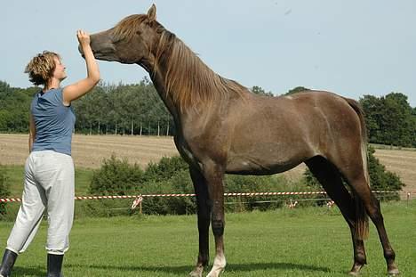 Arabisk fuldblod (OX) Godunow ox3823 *solgt* - Han er bare klar til shows! Vil I se mere?: se "Karmdal.dk" under nyt 2005 billede 7