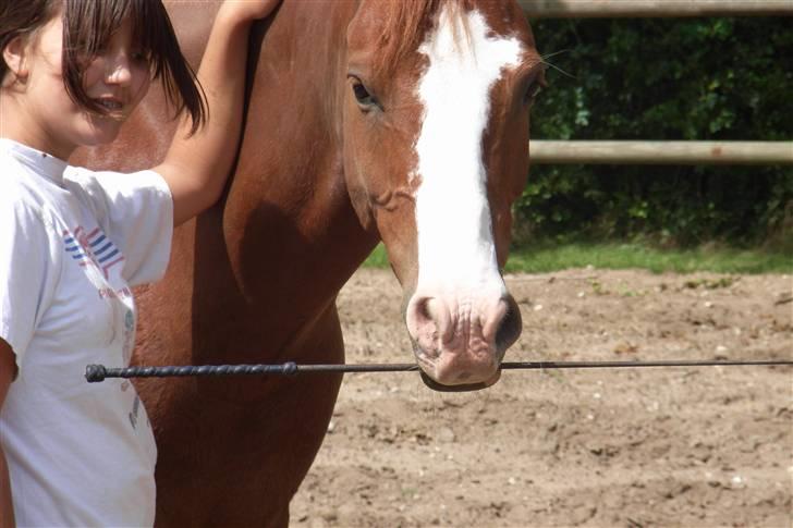 Anden særlig race Houdini - 19# Dygtig houdini!! Du kan passe på pisken :P eller bruge den på os :P Taget af mig d 19 juli 2007 billede 19