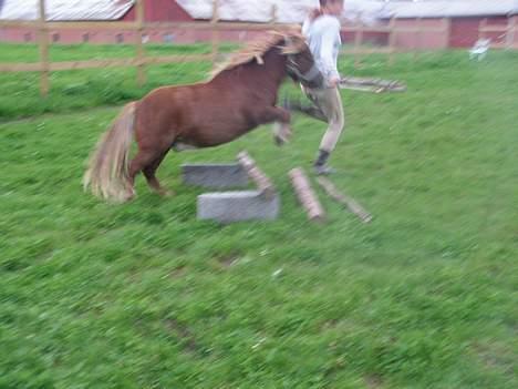 Anden særlig race Martin  - Weee!! billede 9