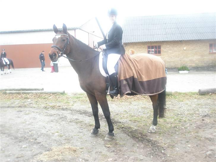 Dansk Varmblod Wanna-bell - Venter på præmie, oktober 2009 billede 7