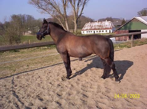 Oldenborg Black Beauty aflivet billede 1