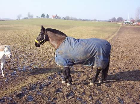 Oldenborg Black Beauty aflivet billede 3