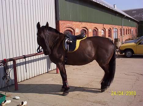 Oldenborg Black Beauty aflivet - Nu er jeg klar billede 4