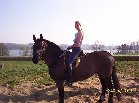 Oldenborg Black Beauty aflivet billede 5