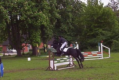 Oldenborg Black Beauty aflivet billede 6