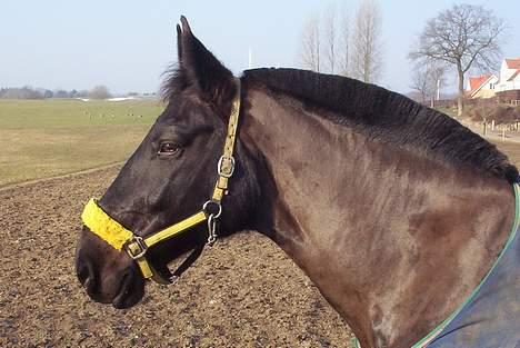 Oldenborg Black Beauty aflivet billede 7