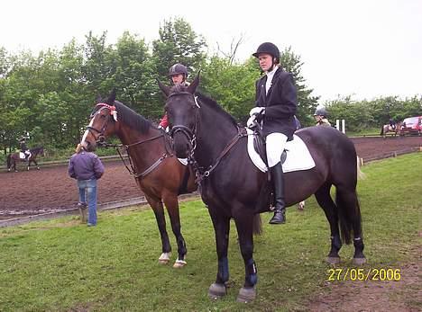 Oldenborg Black Beauty aflivet - Er det ikke snart min tur til at komme ind billede 8