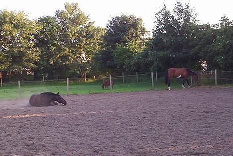 Oldenborg Black Beauty aflivet - Nej hvor er det bare skønt billede 9
