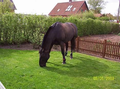 Oldenborg Black Beauty aflivet - Er hjemme på græs ved mor og far billede 10