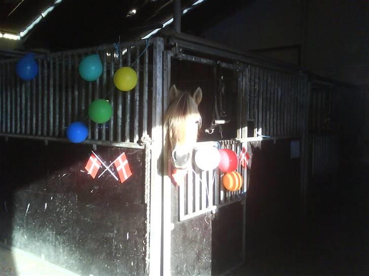 Anden særlig race  Richard Løvehjerte SOLGT - Ricos fødselsdag sidste år på bygholm.. smil billede 2