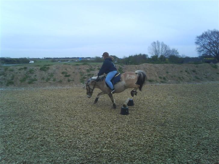 Anden særlig race  Richard Løvehjerte SOLGT - Spring.. det var et forsøg at gør ham rolig i spring.. Min nabo har nogen bedre foto af ham, men venter på dem.. Kig røven på hesten, der står navn.. billede 3