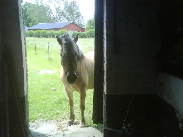 Anden særlig race  Richard Løvehjerte SOLGT - Winner..! kommer du?? Rico står pænt og venter på sin lille bror.. Så sødt...  billede 4