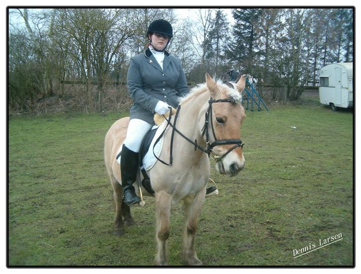 Anden særlig race  Richard Løvehjerte SOLGT - Rico efter stævne i FJR... 3/3-07... Dressur... redt til 55% og 58,5% billede 5