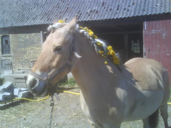 Anden særlig race  Richard Løvehjerte SOLGT - Er Han ikke bare lækker... synes han var så sød.. 2/5-07 billede 6