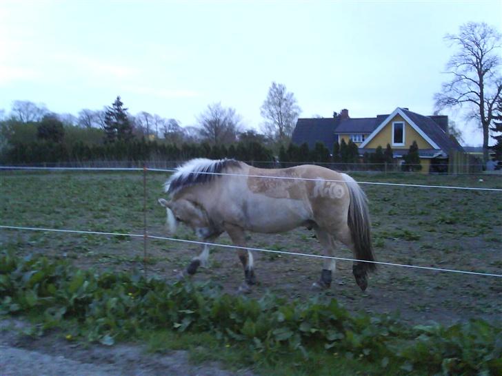 Anden særlig race  Richard Løvehjerte SOLGT - Se mor jeg er så flot.. 22/04-07 billede 7