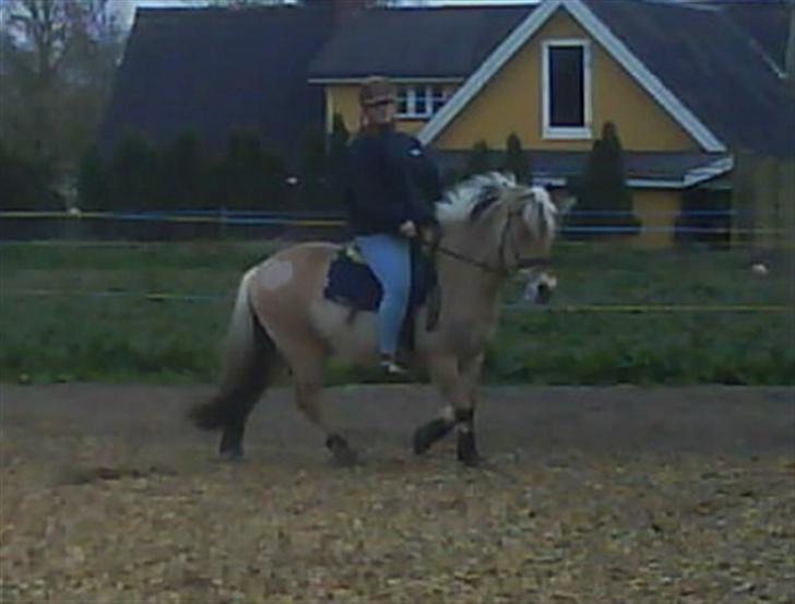 Anden særlig race  Richard Løvehjerte SOLGT - HEr ses min dejlige rico... du ved jeg elsker dig.. Kys billede 8