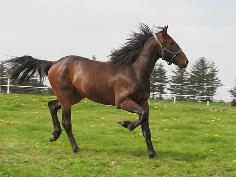 Traver Nemo *Solgt* - Nemo 6 maj 2007 (: billede 15